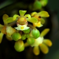 Gastrochilus acaulis (Lindl.) Kuntze